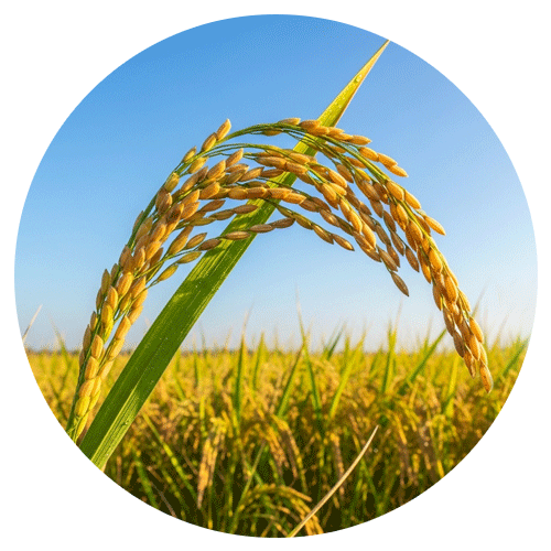 Agro and Farming in Kozhikode